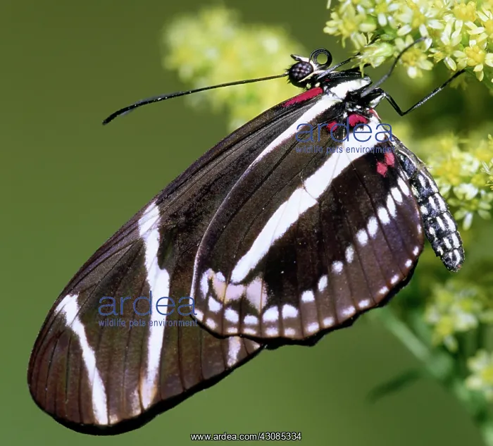  : Zebra Longwing (Heliconius charithonia)