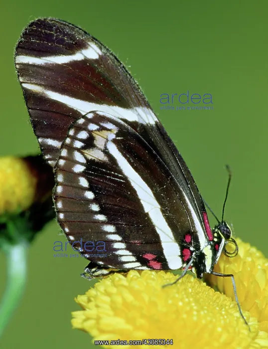  : Zebra Longwing (Heliconius charithonia)