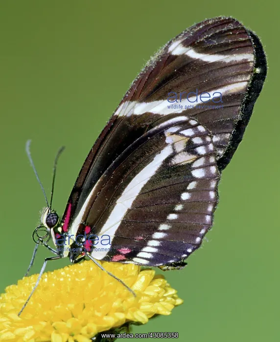  : Zebra Longwing (Heliconius charithonia)