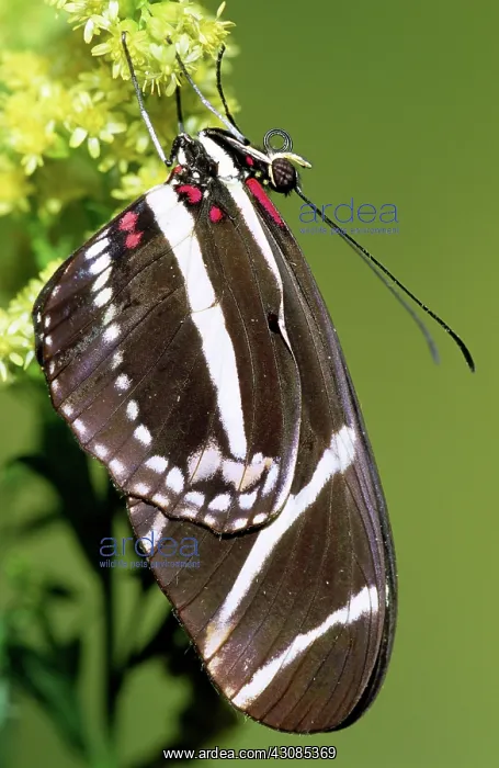  : Zebra Longwing (Heliconius charithonia)