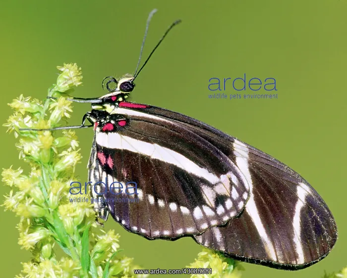  : Zebra Longwing (Heliconius charithonia)