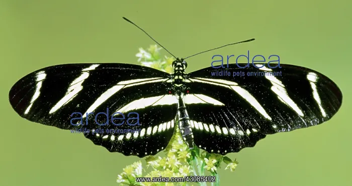  : Zebra Longwing (Heliconius charithonia)