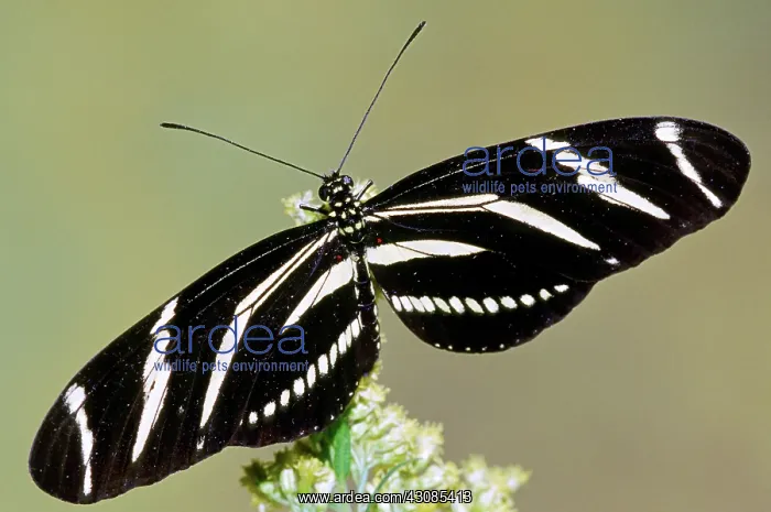  : Zebra Longwing (Heliconius charithonia)