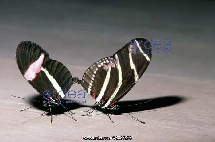 : Zebra Longwing & Postman Mating : Zebra Longwing & Postman Mating