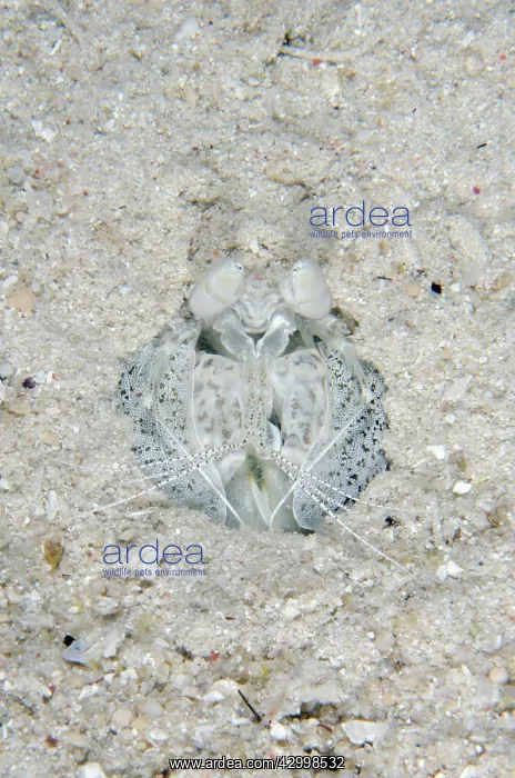 : Zebra Mantis Shrimp - camouflaged in hole - night : Zebra Mantis Shrimp - camouflaged in hole - night