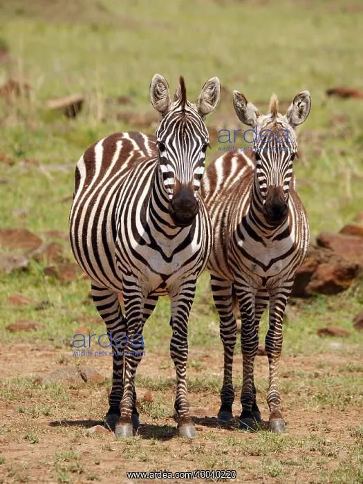 : Zebra in the Masai Mara, Kenya, Africa Zebra : Zebra in the Masai Mara, Kenya, Africa Zebra