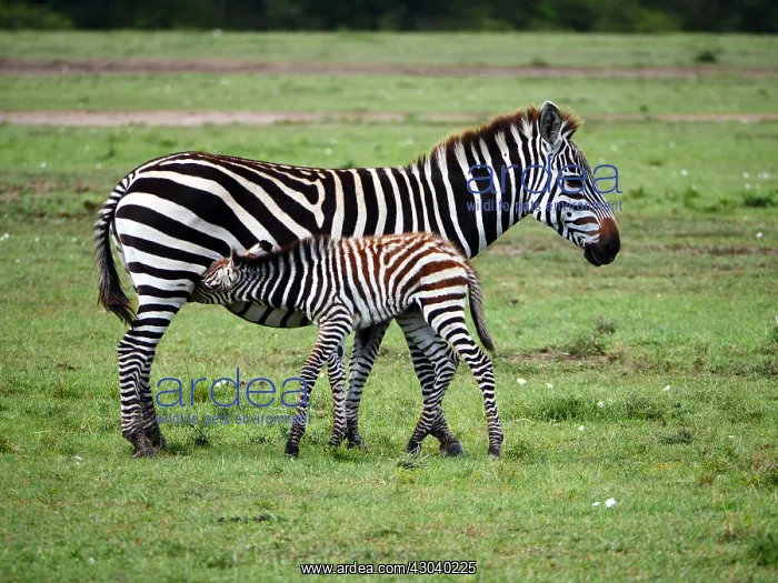 : Zebra in the Masai Mara, Kenya, Africa Zebra : Zebra in the Masai Mara, Kenya, Africa Zebra
