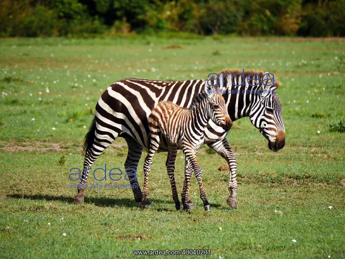 : Zebra in the Masai Mara, Kenya, Africa Zebra : Zebra in the Masai Mara, Kenya, Africa Zebra