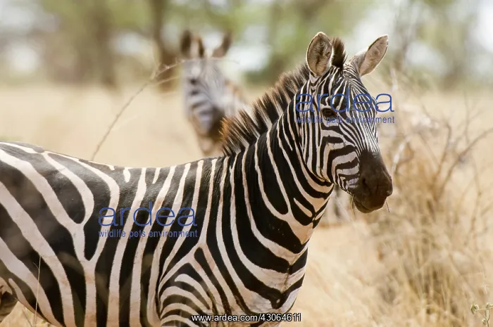 : Zebra at the Meru National Park, Kenya : Zebra at the Meru National Park, Kenya