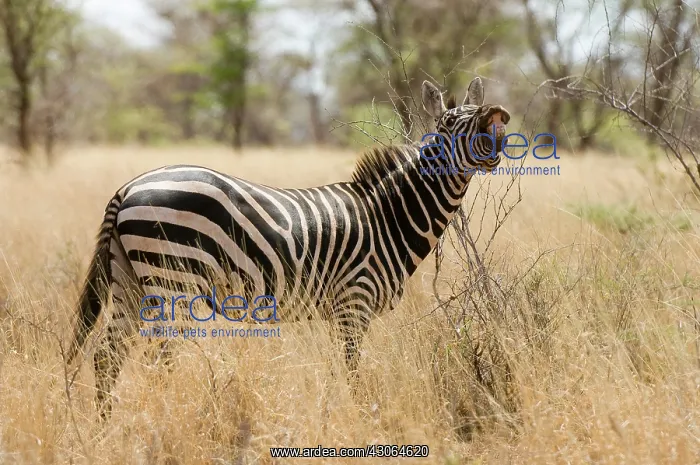 : Zebra at the Meru National Park, Kenya : Zebra at the Meru National Park, Kenya
