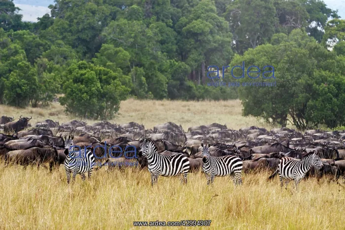 : Zebra - with migrating herds of Wildebeest (connochaetes : Zebra - with migrating herds of Wildebeest (connochaetes