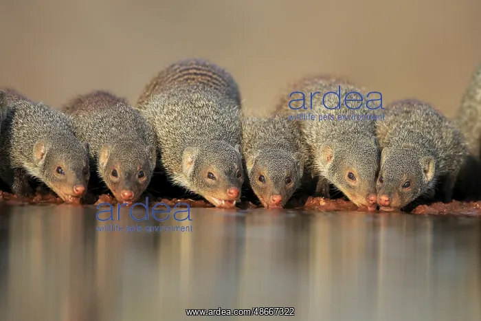 : Zebra mongoose (Mungos mungo), adult, group, at the water : Zebra mongoose (Mungos mungo), adult, group, at the water
