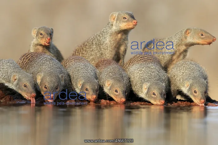 : Zebra mongoose (Mungos mungo), adult, group, at the water : Zebra mongoose (Mungos mungo), adult, group, at the water