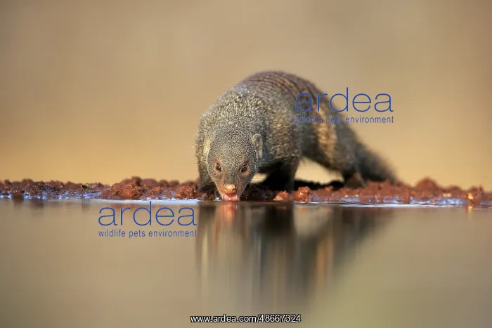 : Zebra mongoose (Mungos mungo), adult, at the water : Zebra mongoose (Mungos mungo), adult, at the water