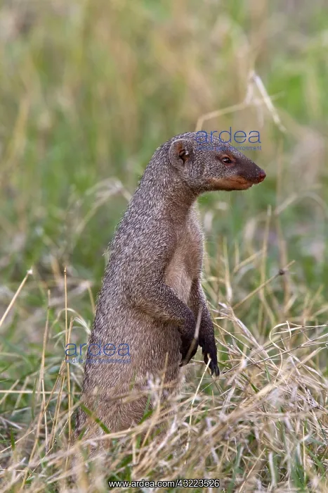 : Zebra mongoose, Zebra mongoose, Predators, Mammals : Zebra mongoose, Zebra mongoose, Predators, Mammals