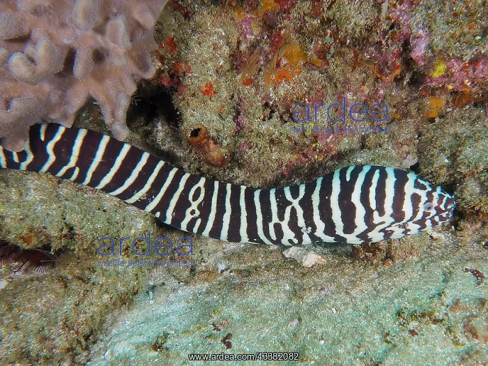 : Zebra moray (Gymnomuraena zebra), Sodwana Bay National : Zebra moray (Gymnomuraena zebra), Sodwana Bay National