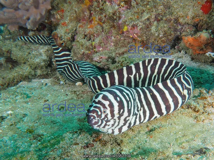 : Zebra moray (Gymnomuraena zebra), Sodwana Bay National : Zebra moray (Gymnomuraena zebra), Sodwana Bay National