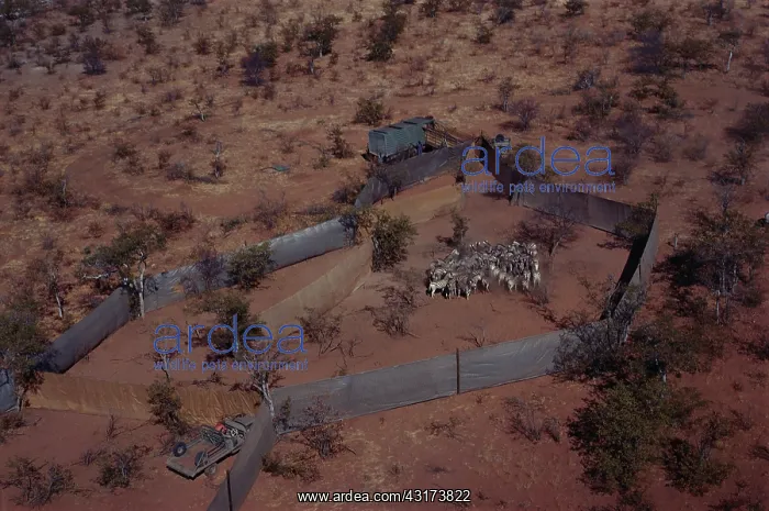 : Zebra Pen. Aerial view of pen set up to capture zebras : Zebra Pen. Aerial view of pen set up to capture zebras