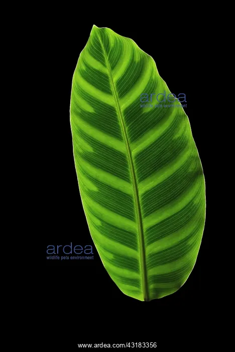 : Zebra plant, Calathea zebrina, Front view of one : Zebra plant, Calathea zebrina, Front view of one