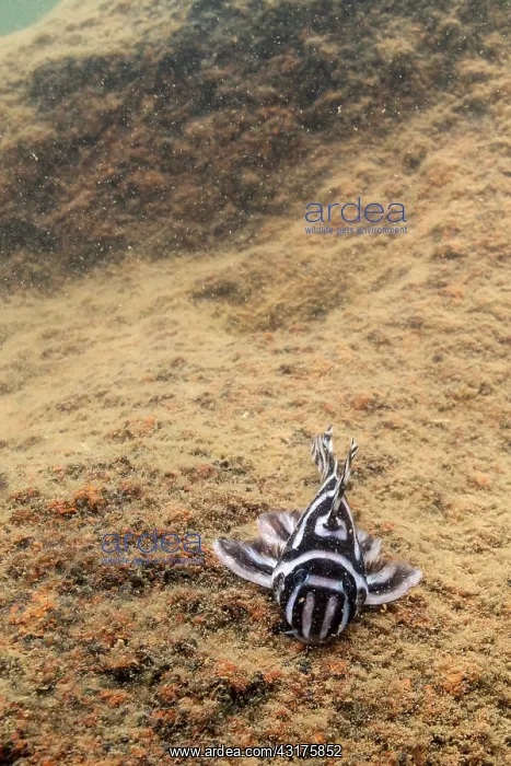 : Zebra Pleco : Zebra Pleco