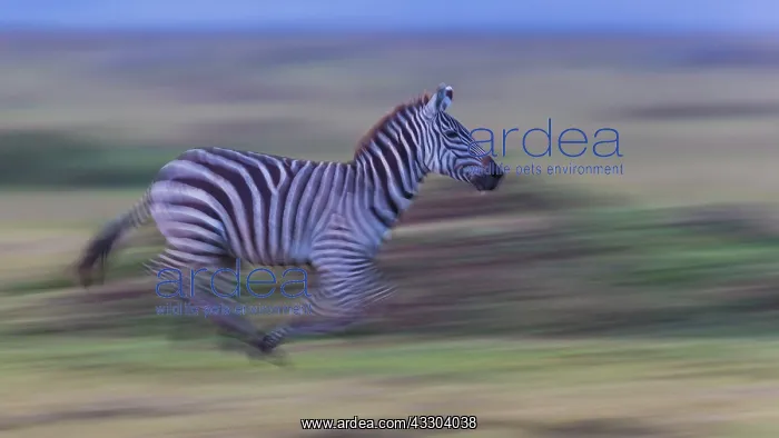  : Zebra - running