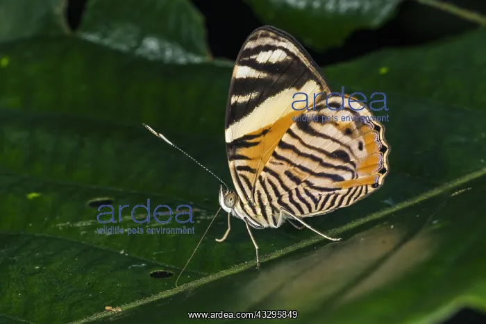 : Zebra Sapseeker butterfly (Tigridia acesta columbina) : Zebra Sapseeker butterfly (Tigridia acesta columbina)