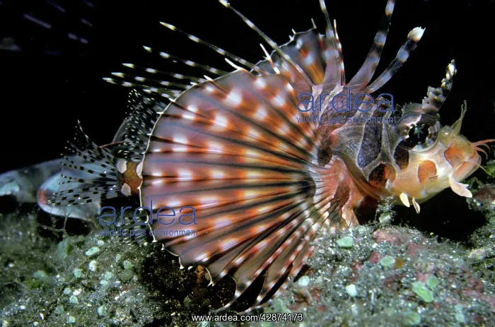 : Zebra Scorpionfish : Zebra Scorpionfish