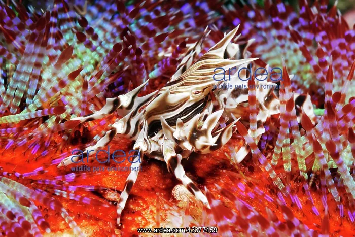 : Zebra sea urchin crab (Zebrida adamsii) on variable : Zebra sea urchin crab (Zebrida adamsii) on variable