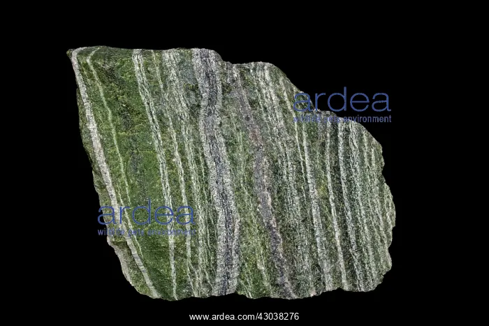 : Zebra Serpentine : Zebra Serpentine