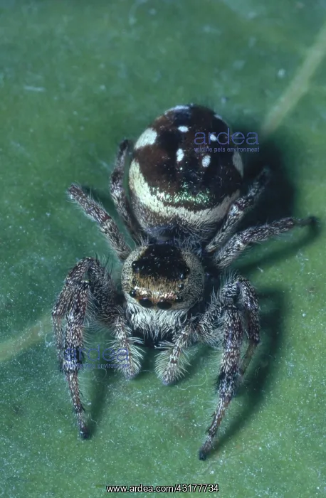 : Zebra Spider : Zebra Spider