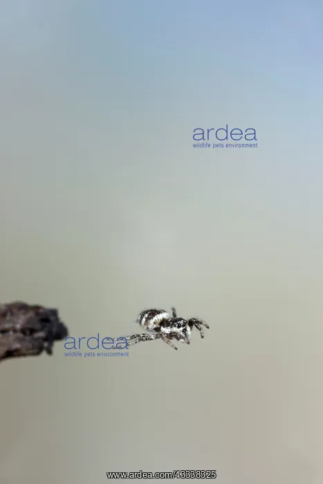 : Zebra Spider - jumping : Zebra Spider - jumping
