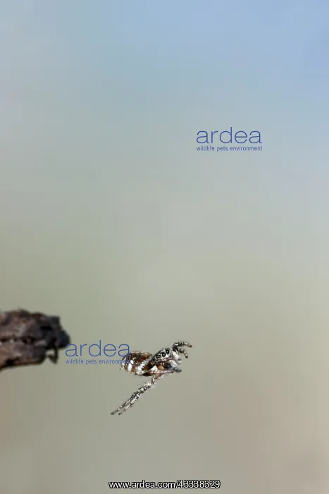 : Zebra Spider - jumping : Zebra Spider - jumping