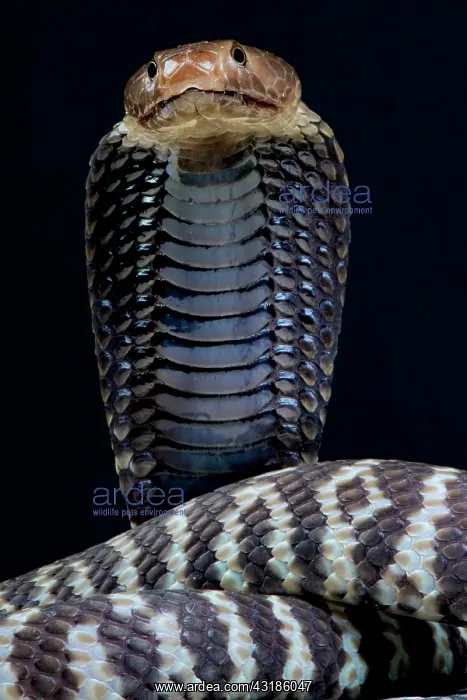 : Zebra spitting cobra (Naja nigricincta), Namibia : Zebra spitting cobra (Naja nigricincta), Namibia