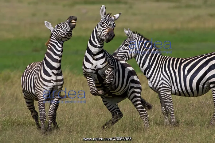 : Zebra stallions at play in Lake Nakuru NP : Zebra stallions at play in Lake Nakuru NP