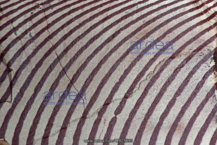 : Zebra Stone : Zebra Stone