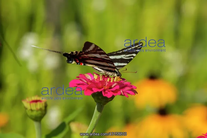 : Zebra Swallowtail : Zebra Swallowtail