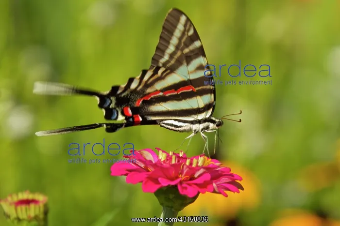 : Zebra Swallowtail : Zebra Swallowtail