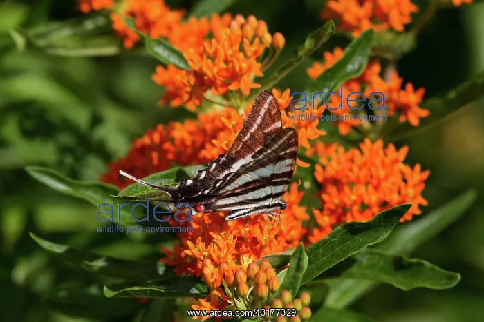 : Zebra Swallowtail : Zebra Swallowtail
