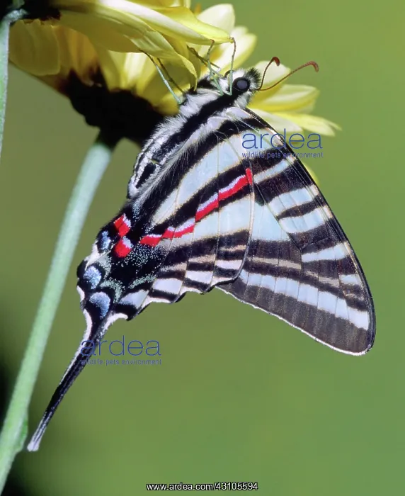 : Zebra Swallowtail Butterfly : Zebra Swallowtail Butterfly