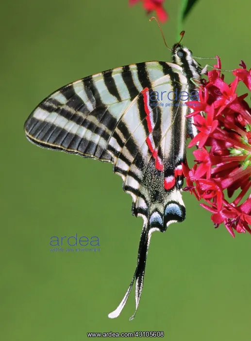 : Zebra Swallowtail Butterfly : Zebra Swallowtail Butterfly