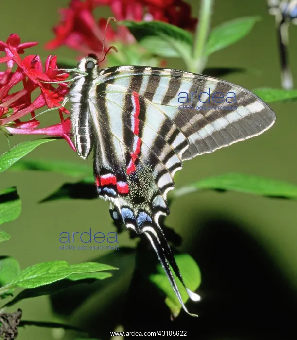 : Zebra Swallowtail Butterfly : Zebra Swallowtail Butterfly