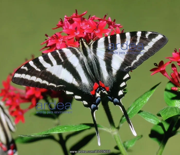 : Zebra Swallowtail Butterfly : Zebra Swallowtail Butterfly