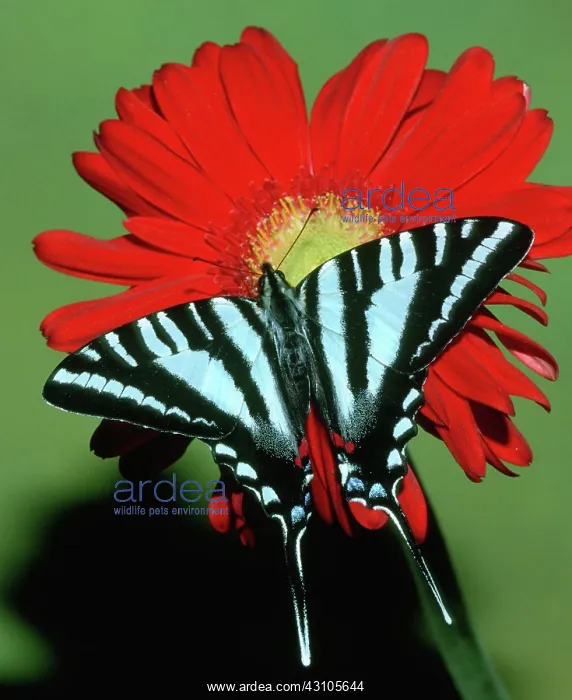 : Zebra Swallowtail Butterfly : Zebra Swallowtail Butterfly