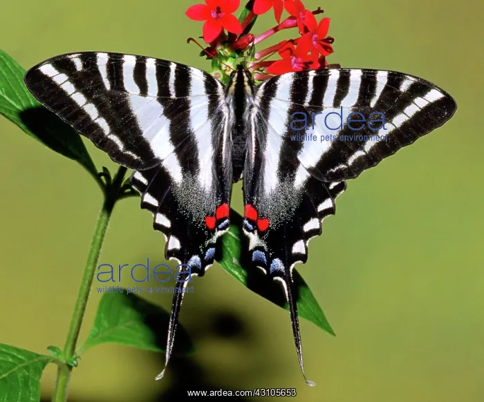 : Zebra Swallowtail Butterfly : Zebra Swallowtail Butterfly