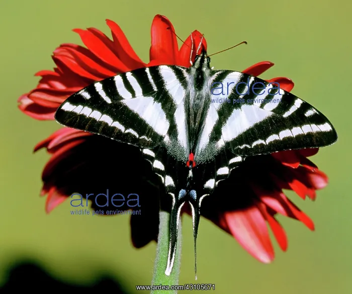 : Zebra Swallowtail Butterfly : Zebra Swallowtail Butterfly