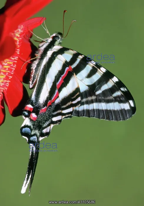: Zebra Swallowtail Butterfly : Zebra Swallowtail Butterfly