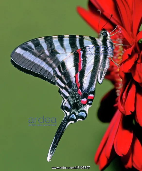 : Zebra Swallowtail Butterfly : Zebra Swallowtail Butterfly