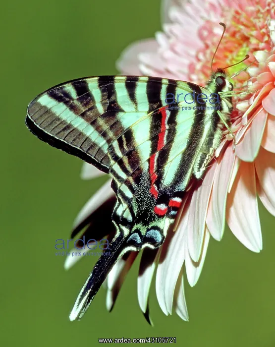  : Zebra Swallowtail Butterfly
