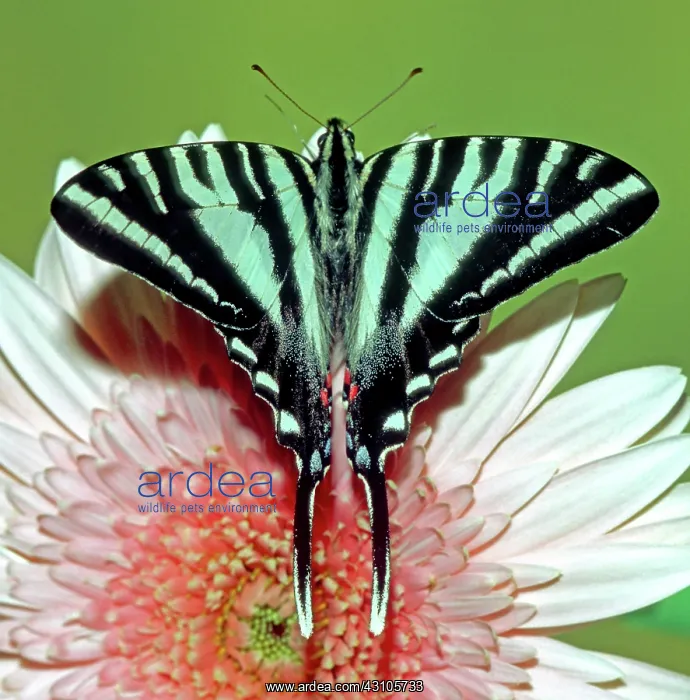  : Zebra Swallowtail Butterfly