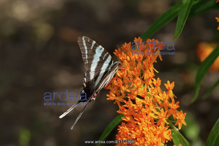 : Zebra Swallowtail Butterfly : Zebra Swallowtail Butterfly